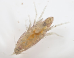 Hyalella