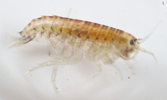 Hyalella