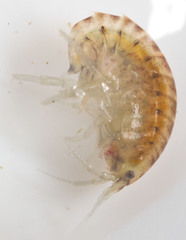 Hyalella
