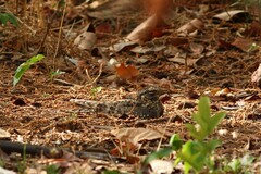 Caprimulgus longipennis