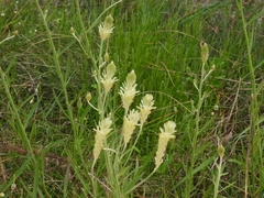 Ptilotus polystachyus