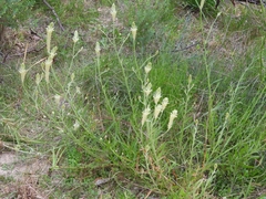 Ptilotus polystachyus