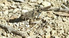 Trimerotropis fontana