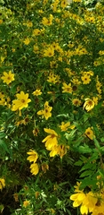 Bidens polylepis