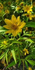 Bidens polylepis