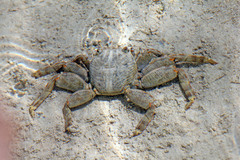 Grapsus albolineatus