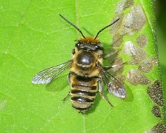 Megachile petulans