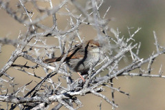 Cisticola subruficapilla