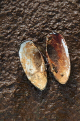 Unio pictorum