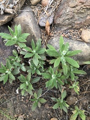 Pseudognaphalium biolettii