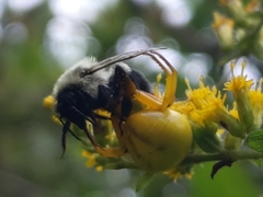 Misumenoides formosipes