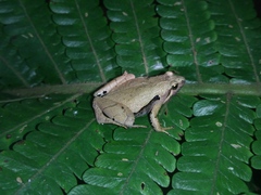 Microhyla achatina