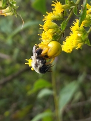 Misumenoides formosipes