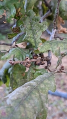 Disholcaspis eldoradensis