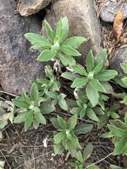 Pseudognaphalium biolettii