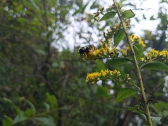 Misumenoides formosipes