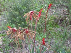 Anigozanthos manglesii