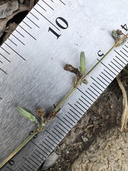 Stephanomeria diegensis