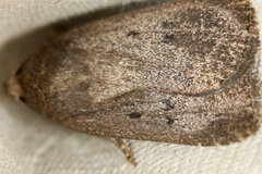 Amphipyra tragopoginis