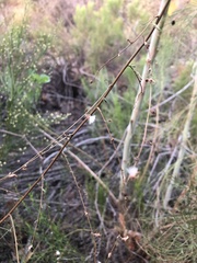 Stephanomeria diegensis