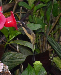Phaethornis syrmatophorus