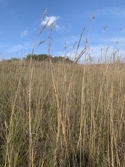 Andropogon hallii