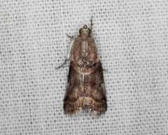 Acrobasis palliolella