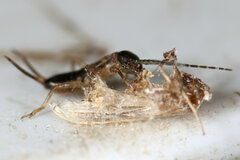 Forficula auricularia