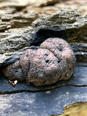 Daldinia childiae