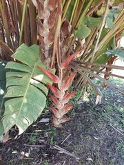 Heliconia vellerigera image