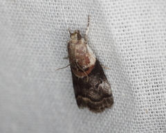 Acrobasis palliolella