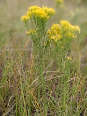 Euthamia caroliniana