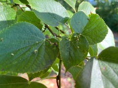 Eriophyes tiliae