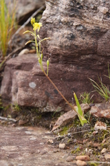 Bulbine