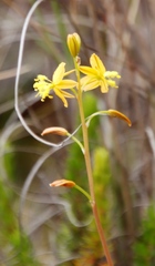 Bulbine