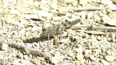 Trimerotropis fontana