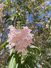 × chitalpa tashkentensis