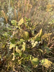 Symphoricarpos occidentalis