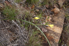 Moraea