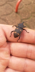 Cactophagus spinolae