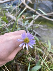 Symphyotrichum boreale