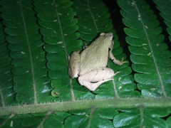 Microhyla achatina