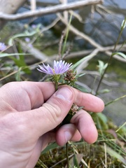 Symphyotrichum boreale