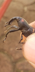 Cactophagus spinolae