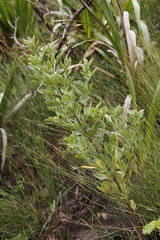 Indigofera cytisoides