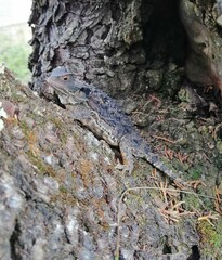 Phrynosoma orbiculare