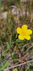 Linum africanum