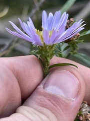 Symphyotrichum boreale