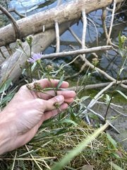 Symphyotrichum boreale