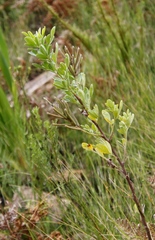 Indigofera cytisoides